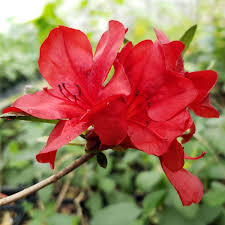 Midnight Flare Azalea Starter Plant, Small Rooted, Vibrant Red Blooms, Rhododendron, Easy-Care Garden Shrub, Zones 5-9