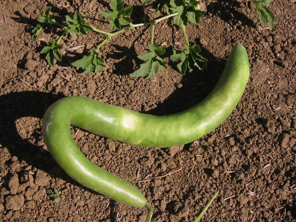 10 Seeds Cucuzzi Gourd, Italian Edible, Non-GMO, Easy to Grow, Organic (Cucurbita pepo) - Perfect for Cooking and Grilling