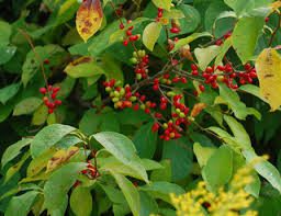 Northern Spicebush Live Bare Root Plant 18"-24" Lindera benzoin, Fragrant Wildlife-Friendly Shrub for Zones 4-9