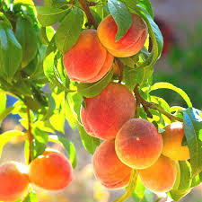 Fresh Peach Cutting, Belle of Georgia, High-Yield Edible Fruit, Prunus Persica, Zone 6 Garden, Home Orchard
