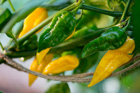 Fatalii Pepper Seeds - 5 Seeds - Rare Fiery Yellow Chili - Capsicum chinense - Ideal for Hot Sauces & Salsas