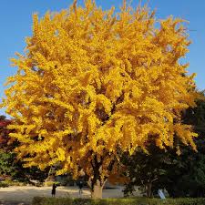 Live Bare Root Ginkgo Tree 1-2 Feet - Ginkgo biloba - Golden Fall Foliage, Pollution Tolerant, Deciduous Ornamental Tree