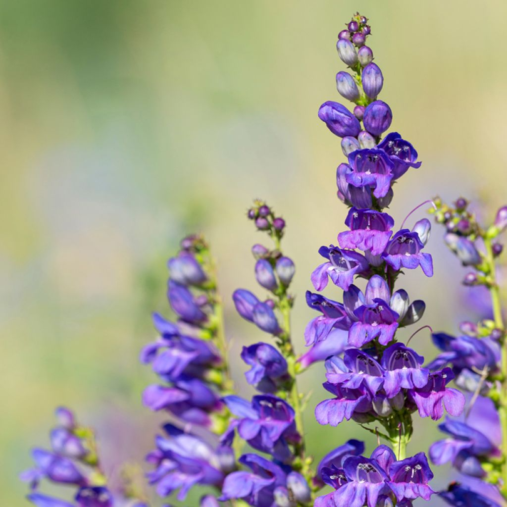 100mg Penstemon Cyaneus Seeds, Blue Penstemon, Drought-Tolerant Wildflower, Pollinator-Friendly, Native Plant