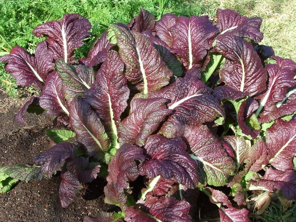 Red Giant Mustard Seeds - 1,500 Non-GMO Heirloom Brassica juncea - Spicy Microgreens or Full-Grown Greens - Easy to Grow