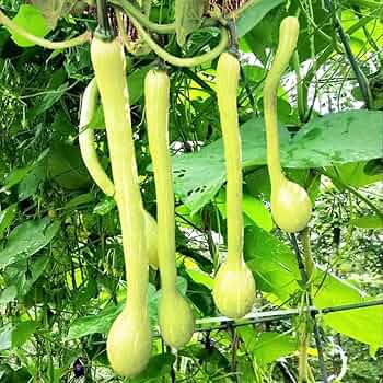 Tromboncino Squash Seeds - 25+ Heirloom Italian Seeds - Cucurbita moschata - Vertical Gardening, Container Friendly, Prolific Producer