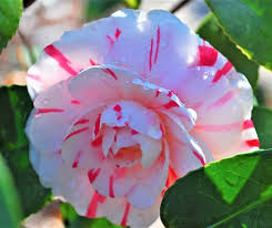 LA Peppermint Camellia Starter Plant (4L) | Fragrant Double Blooms | Camellia japonica | Evergreen Shade Garden Shrub