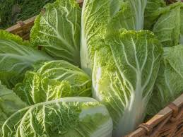 150 Seeds Chinese Cabbage Kogane - Heirloom Brassica rapa for Planting, Asian Gardens, Fresh Harvests