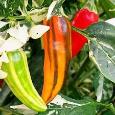 10 Fish Pepper Seeds - Unique Striped Heirloom Hot Pepper - Capsicum annuum - Ornamental & Culinary Use
