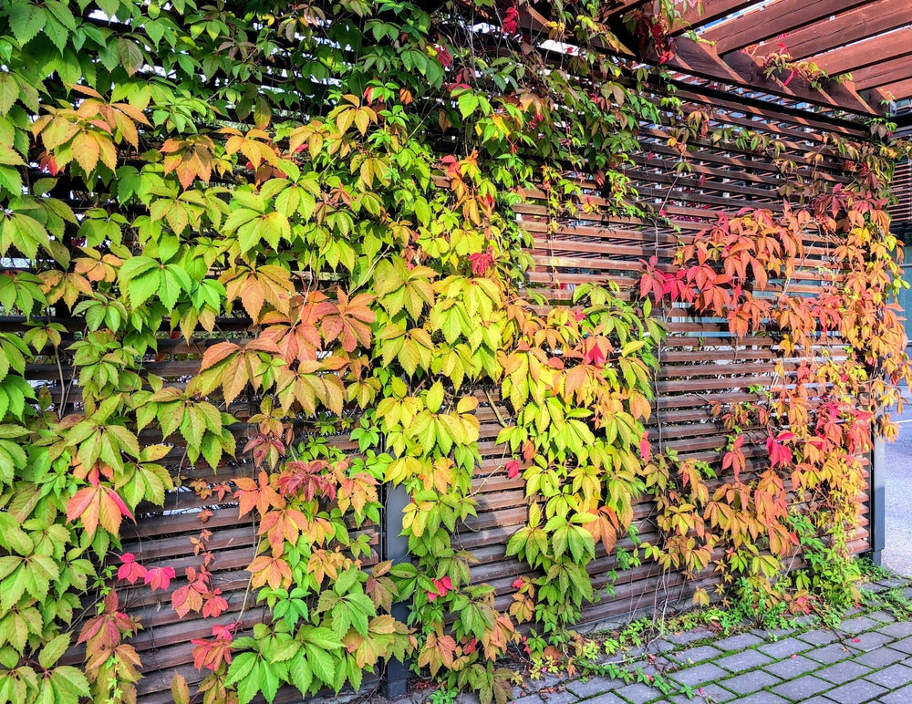 5 Virginia Creeper Vines, Bare Root Perennials, Fast-Growing Climber, Parthenocissus quinquefolia, Green to Red Foliage
