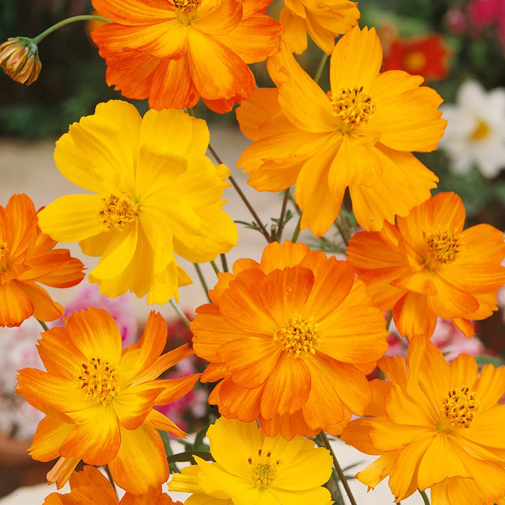 Bright Lights Cosmos Seeds - 50 Pack, Orange & Yellow Flowers, Easy Grow, Pollinator-Friendly, Cosmos sulphureus