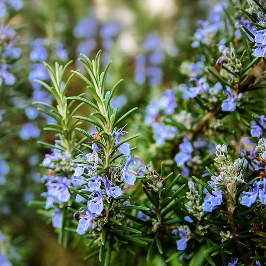 Rosemary Seeds 100mg | Culinary Herb | Rosmarinus officinalis | Aromatherapy & Garden Use | Drought-Tolerant Evergreen