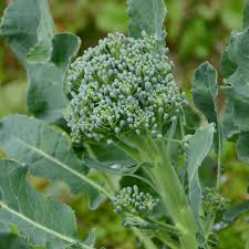 Broccoli Seeds 1g Green Sprouting Calabrese Heirloom Brassica oleracea | High-Yield Tender Florets for Home Garden