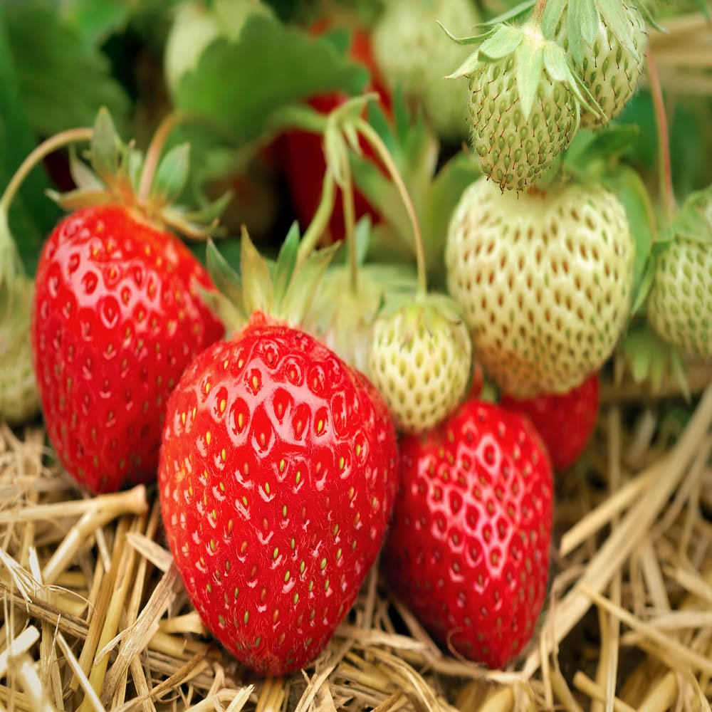 Everbearing Strawberry Bare Root Plants | Live Outdoor Fruit | Sweet Juicy Berries | Fragaria x ananassa