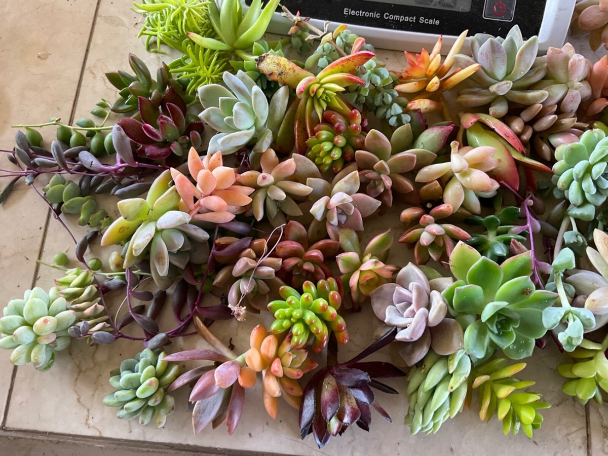 Assorted Succulent Unrooted Cuttings 25+ Varieties Echeveria Aloe Sedum Crassula Ideal for Propagation 1.5-2 inches