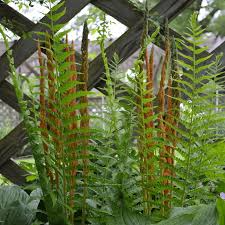 3 Bare Root Cinnamon Ferns, Hardy Perennial for Shade Gardens, Osmunda cinnamomea, Green Fronds with Cinnamon Spikes