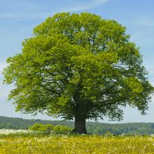 Littleleaf Linden Tree 2'-3' Live Bare Root Plant Tilia cordata Hardy Shade Ornamental Tree Zones 3-7 Fragrant Flowers
