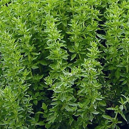 Greek Oregano Seeds 2000 Count - Aromatic Culinary Herb (Origanum vulgare subsp. hirtum) for Gardens and Pots
