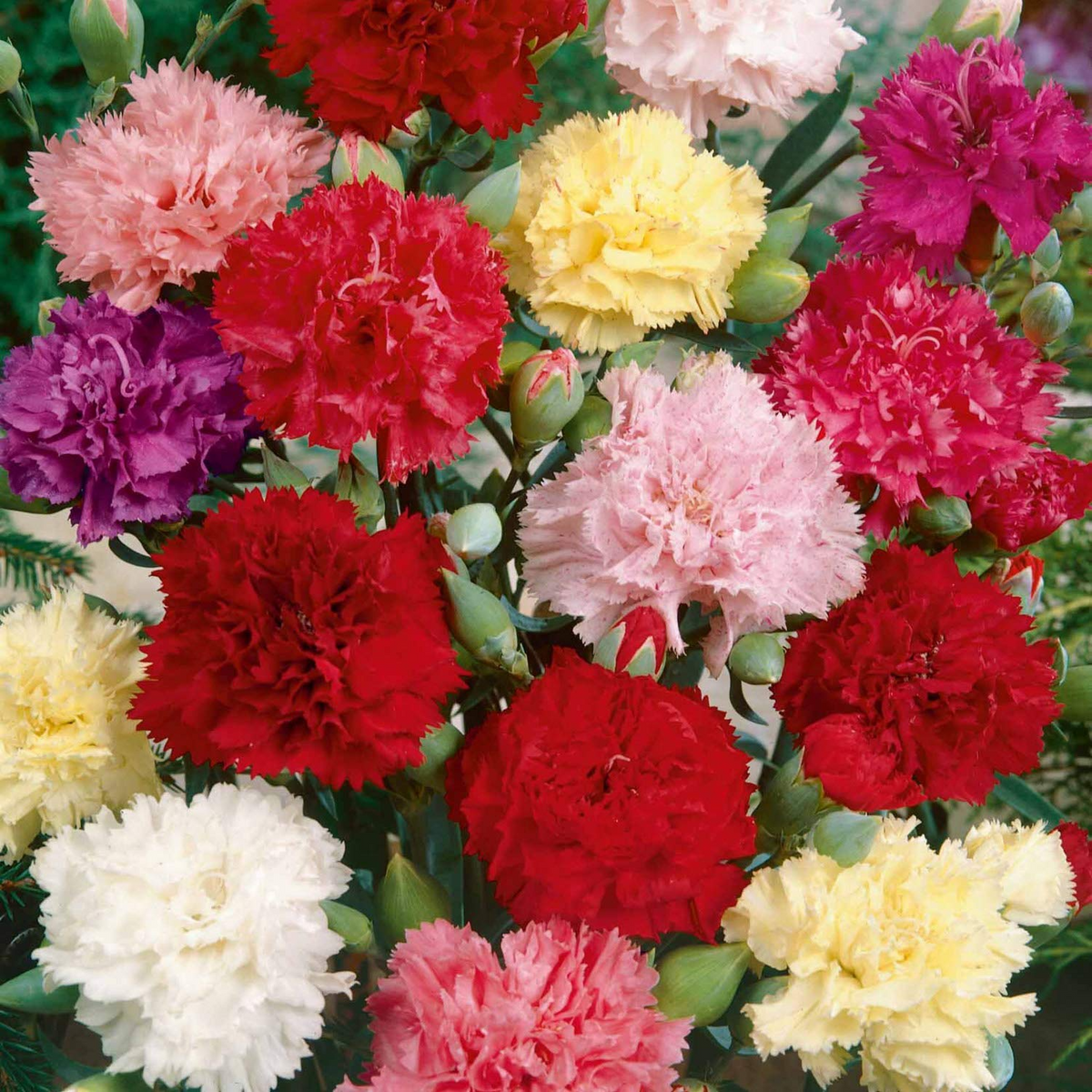 200+ Carnation Seeds - Chianti Mix Deep Red & Rose Ruffled Blooms - Dianthus caryophyllus - Fragrant Cut Flowers for Garden Planting