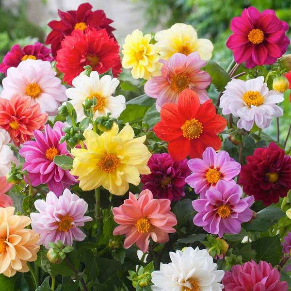Unwins Bedding Dahlia Seeds | Non-GMO | Semi-Double Blooms in Salmon, Apricot, Orange, Scarlet, Crimson, Lavender, Yellow | Dahlia variabilis