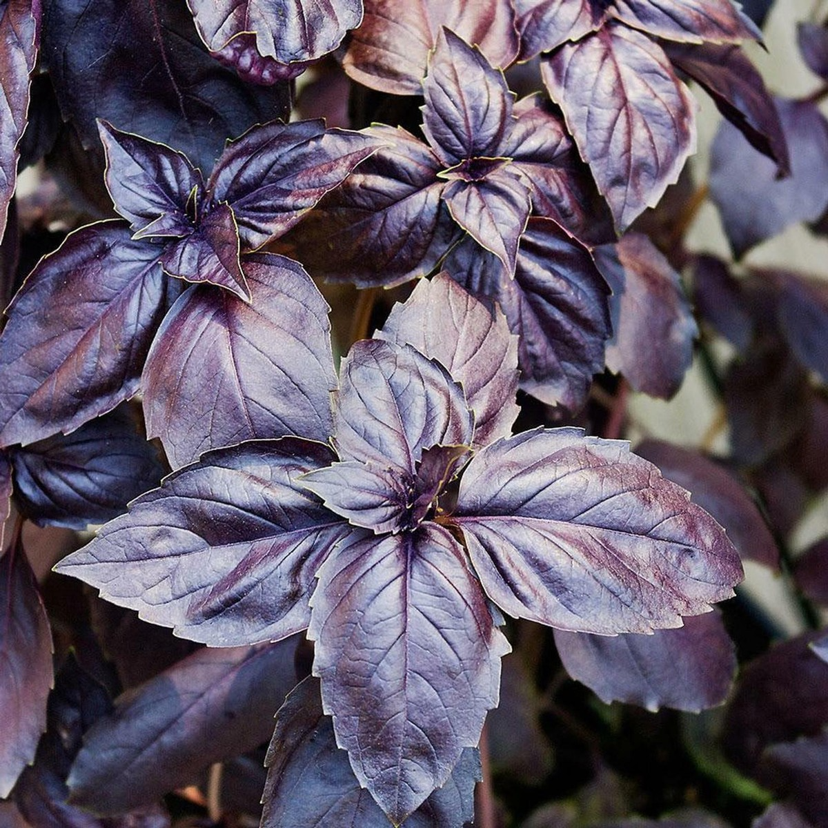 Red Rubin Basil Seeds - 200 Heirloom Non-GMO Seeds, Deep Purple Leaves, Aromatic Flavor, Ocimum basilicum 'Red Rubin'