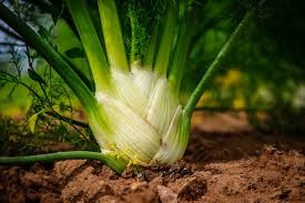 Florence Fennel Seeds 300 Count - Sweet Bulb & Aromatic Herb (Foeniculum vulgare var. azoricum) for Culinary Use