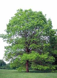 5 White Oak Trees, 6-12 Inches, Quercus alba, Live Bare Root Seedlings, Shade Trees, Wildlife-Friendly, Fall Foliage
