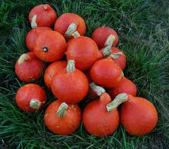 10 Seeds Red Kuri Squash (Cucurbita maxima) - Nutty Sweet Winter Squash for Roasting & Baking - Hokkaido Pumpkin Seeds