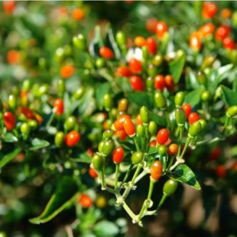 Chiltepin Pepper Seeds | Hot Bird’s Eye Pepper | 50,000-250,000 Scoville | Capsicum Annum | Drought Tolerant, USDA Zones 3-10