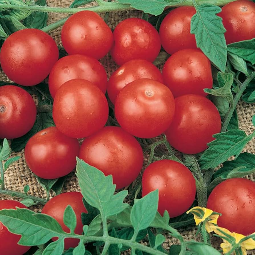 30 Tiny Tim Micro Dwarf Tomato Seeds | Mini Cherry Tomato | Solanum lycopersicum | Indoor & Patio Gardening