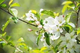 Roselow Sargent Crabapple Tree Live Bare Root Plant 10-12" Malus sargentii Ornamental Flowering Tree for Small Gardens