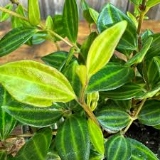Peperomia Angulata ‘Funky Frog’ Cuttings | 5 Unrooted 4" Variegated Trailing Houseplant | Easy-Care Unique Foliage
