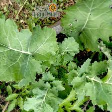 Kale Seeds 300 Count Dwarf Siberian Improved Brassica oleracea Non-GMO Heirloom Easy Grow Winter Greens