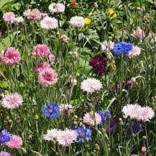 100 Seeds Cornflower Imperialis Mix, Bachelor Button Purple Blend, Centaurea cyanus, Non-GMO Heirloom Flowers for Pollinators