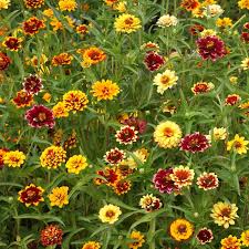 500 Seeds Zinnia Mexican Persian Carpet Mix, Dwarf Flower, Non-GMO, Pollinator-Friendly, Vibrant Colors for Gardens
