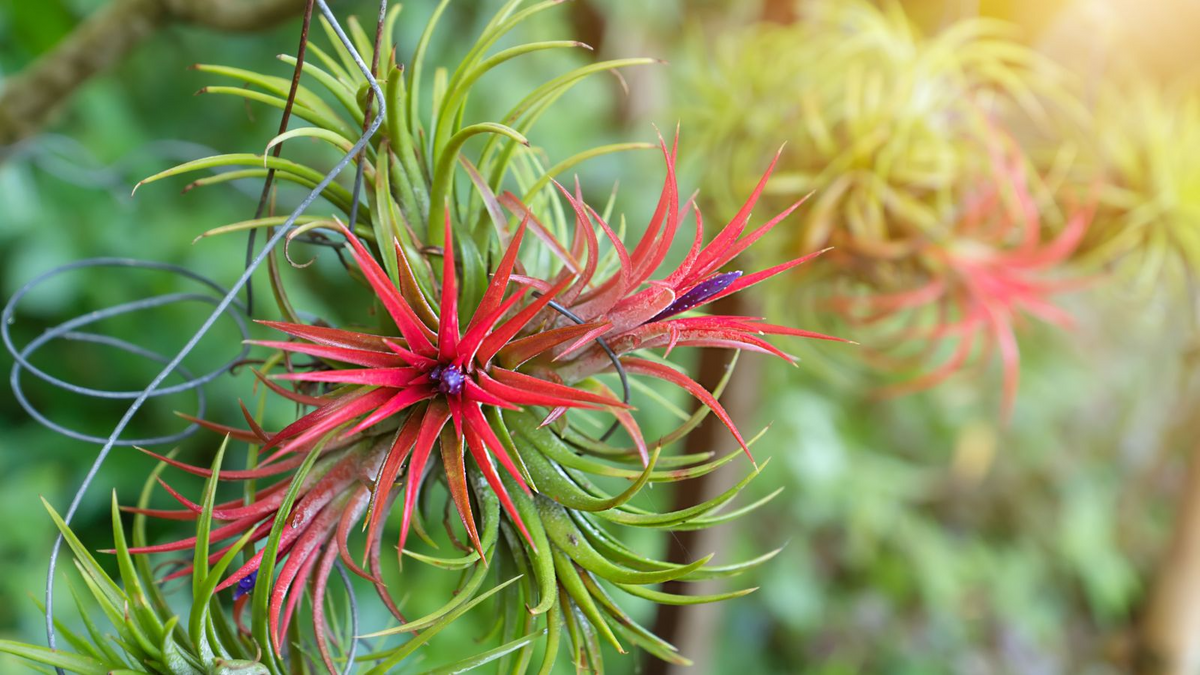 5 Bare Root Ionantha Fuego Red Air Plants, Exotic Tillandsia Variety, Low Maintenance Indoor Decor