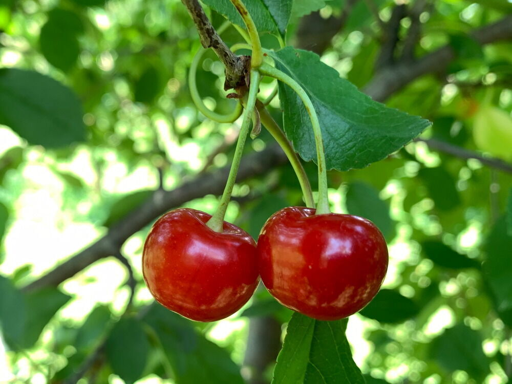 Montmorency Cherry Cuttings - 8" Fresh Scion Wood for Rooting & Grafting - Prunus cerasus - Tart Cherry Variety