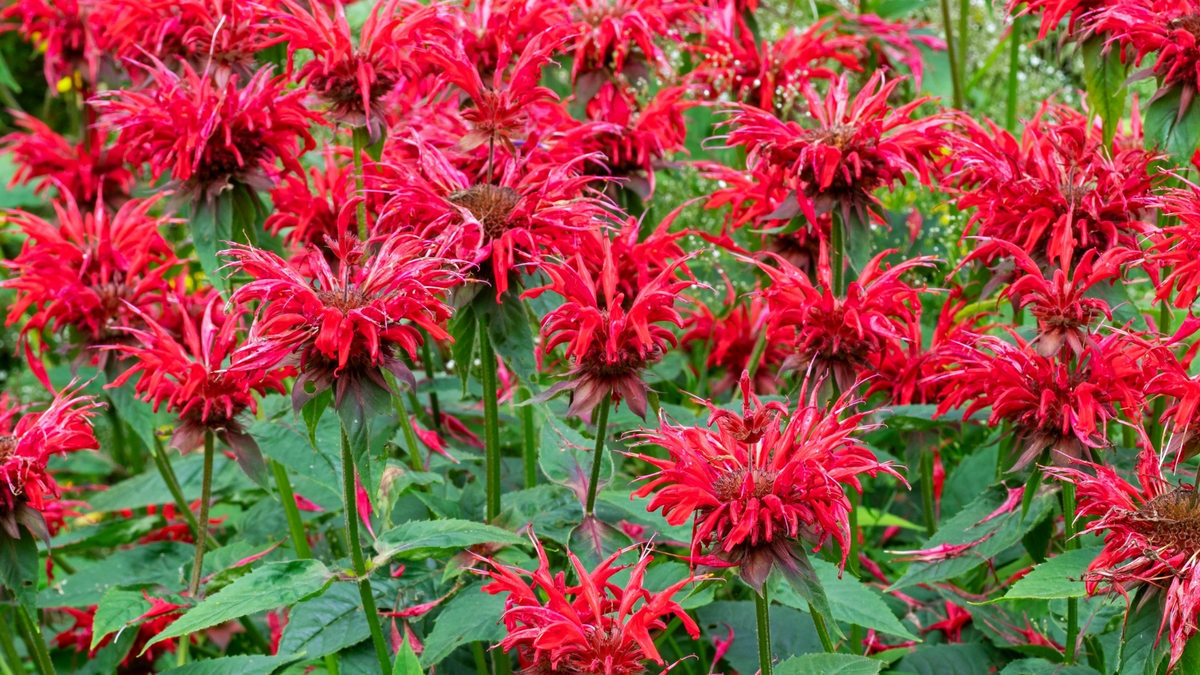 3 Live Cherry Red Bee Balm Plants | Monarda didyma | Vibrant Perennial Flower | Butterfly & Pollinator Favorite