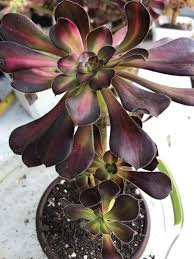 Aeonium Sunset Glow Cutting | 2.5" Head | Unique Succulent | Easy to Grow | Aeonium spp. | Vibrant Red, Yellow, Green