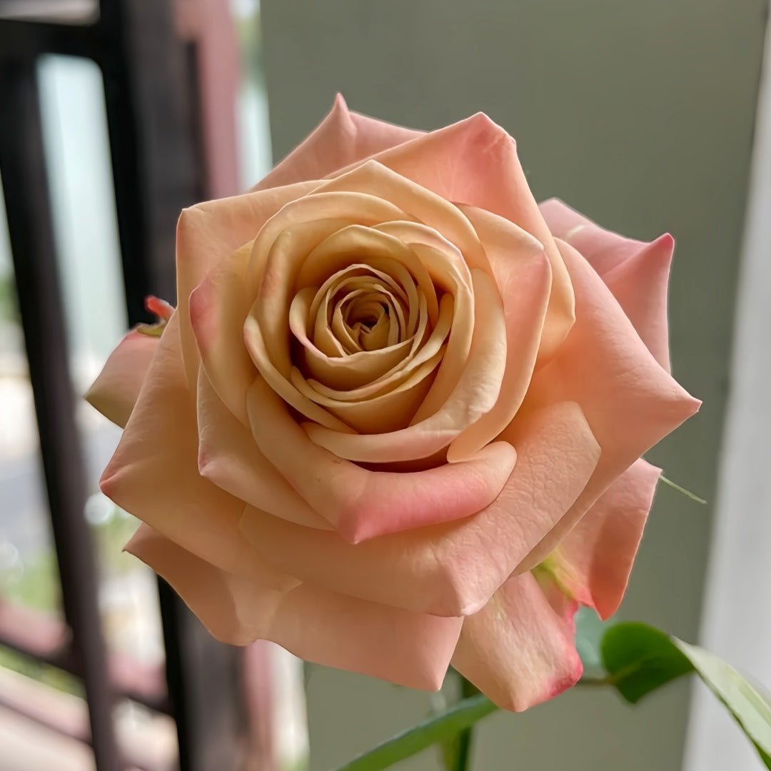 Cappuccino Rose Crepe Myrtle Cuttings - 3 Unrooted Cuttings for Rooting or Grafting - Fast-Growing Purple Blooms - Lagerstroemia