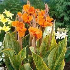 Canna Lily Bulb, Orange Variegated Flowers, Canna 'Pretoria' (Bengal Tiger), Tropical Accent, USDA Zones 8-11, Live Plant Bulb