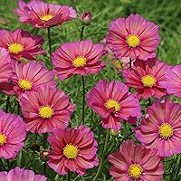 200+ Xsenia Cosmos Seeds – Iridescent Pink-Orange Blooms – Cosmos bipinnatus – Compact Plants for Beds & Pollinators