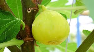 100+ White Marseilles Fig Seeds | Ficus carica Heirloom Variety | Sweet Yellow-Green Fruit for Home Garden