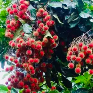Grafted Rambutan Tree 24"-36" - Exotic Fruit-Bearing Nephelium lappaceum for Tropical Gardens, Lychee-like Flavor