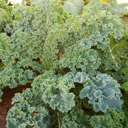Kale Seeds 1g Dwarf Siberian Improved Heirloom, Cold Hardy, High Yield, Nutrient-Rich, Brassica napus var. pabularia