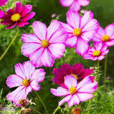 Cosmos Seeds 1 Gram Picotee Bicolor Blooms for Planting, Cosmos bipinnatus - Pollinator-Friendly Garden Flowers