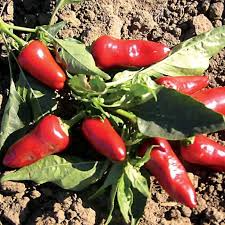 Fresno Chile Hot Pepper Seeds 250mg - Medium Heat, High Yield, Capsicum annuum for Salsas & Pickling, Garden Container