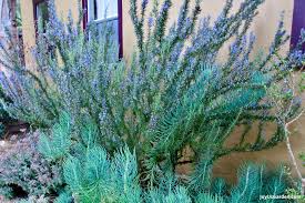 Lot of 2 Rosemary Cuttings - 5-8” Rooted Bare Root Live Plants - Salvia rosmarinus - Aromatic Culinary Herb