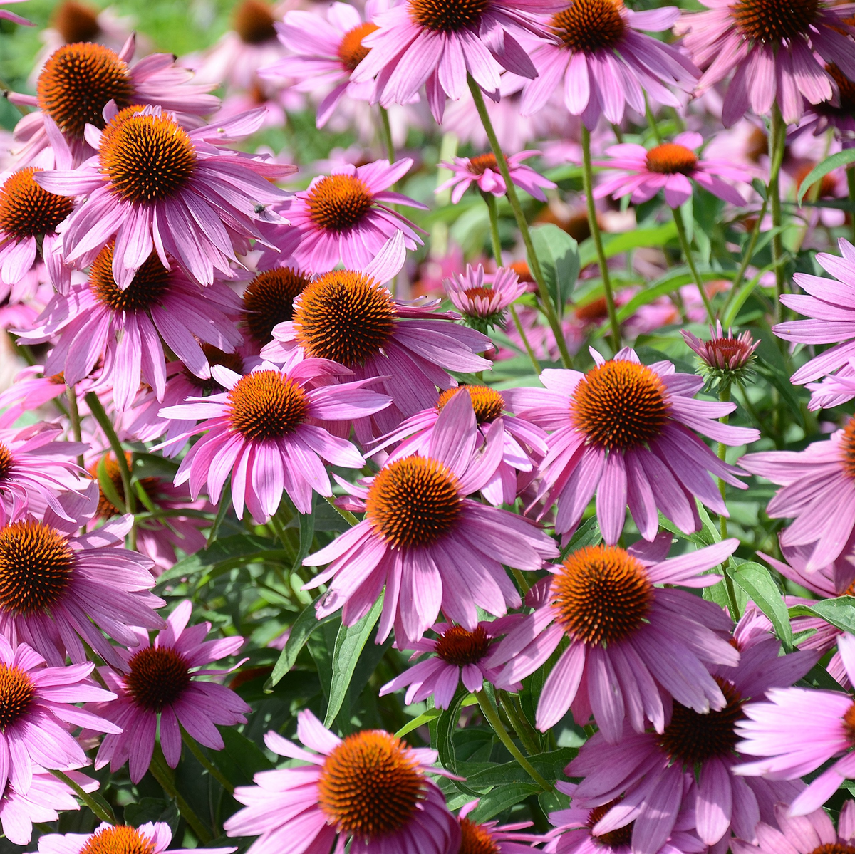 4000 Seeds Purple Coneflower Echinacea Purpurea Perennial Pollinator Flower Drought-Tolerant Wildflower