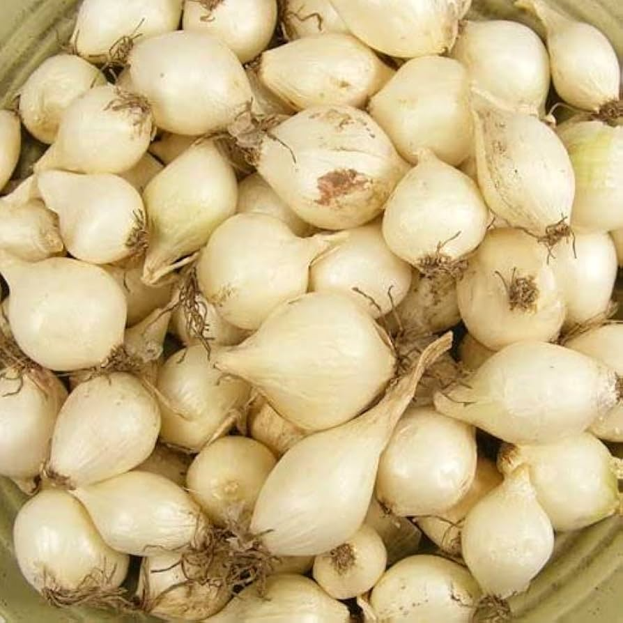 White Onion Sets 8 oz. Non-GMO White Ebenezer Bulbs for Easy Growing & Storage | Allium cepa