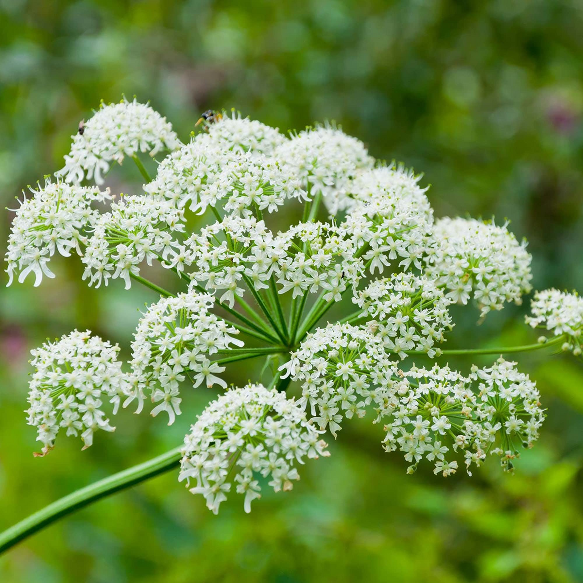 75 Seeds Cow Parsnip | Heracleum Maximum | Native Wildflower | Pollinator-Friendly Perennial | Tall White Blooms
